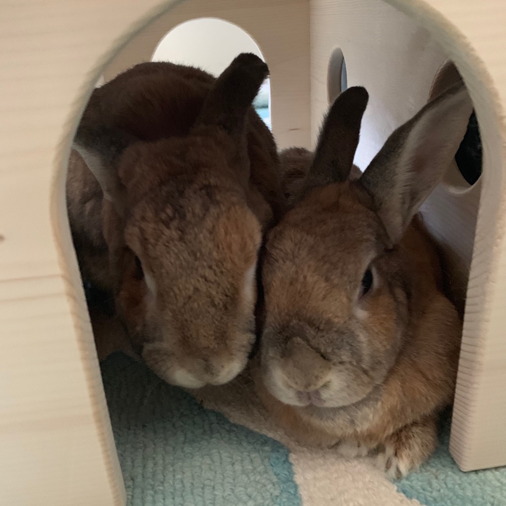 Meet your Posher, Jodie